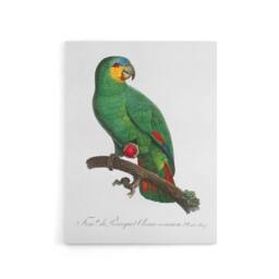 "Artery8 The Orange Winged Amazon Parrot Levaillant Canvas Wall Art Print in White - Size: W12"" x H16""" - thumbnail 1