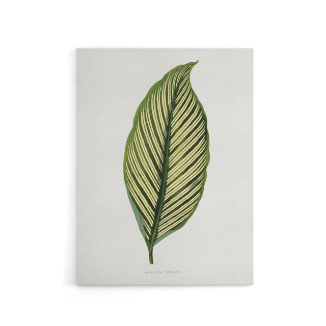 "Artery8 AF Lydon Benjamin Fawcett Maranta Vittata Leaf Canvas Wall Art Print in White - Size: W12"" x H16""" - image 1
