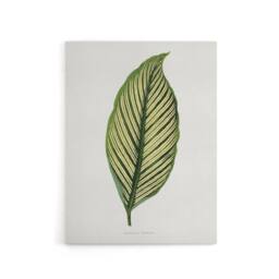 "Artery8 AF Lydon Benjamin Fawcett Maranta Vittata Leaf Canvas Wall Art Print in White - Size: W12"" x H16""" - thumbnail 1