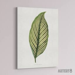 "Artery8 AF Lydon Benjamin Fawcett Maranta Vittata Leaf Canvas Wall Art Print in White - Size: W12"" x H16""" - thumbnail 2