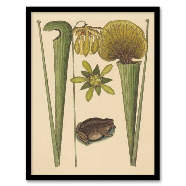 Artery8 Land Frog & Sarracenia Pitcher Plant Catesby Framed Wall Art Print in Beige - Size: A4 - image 1