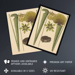 Artery8 Land Frog & Sarracenia Pitcher Plant Catesby Framed Wall Art Print in Beige - Size: A4 - thumbnail 2