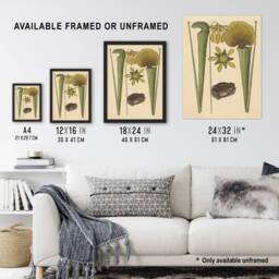 Artery8 Land Frog & Sarracenia Pitcher Plant Catesby Framed Wall Art Print in Beige - Size: A4 - thumbnail 3