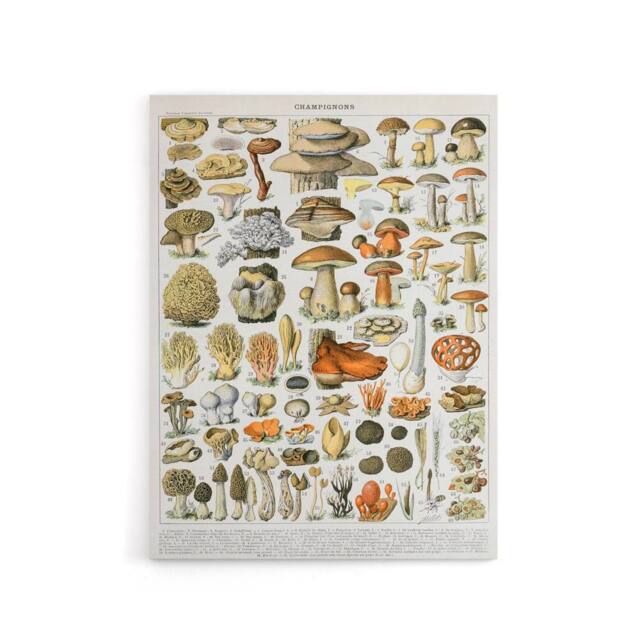 "Artery8 Millot Encyclopedia Page Mushroom Varieties Canvas Wall Art Print - Size: W24"" x H32""" - image 1