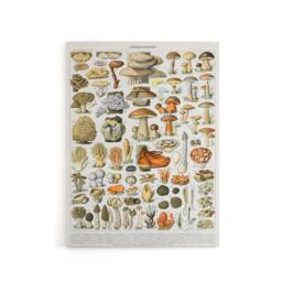 "Artery8 Millot Encyclopedia Page Mushroom Varieties Canvas Wall Art Print - Size: W24"" x H32""" - thumbnail 1