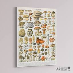 "Artery8 Millot Encyclopedia Page Mushroom Varieties Canvas Wall Art Print - Size: W24"" x H32""" - thumbnail 2