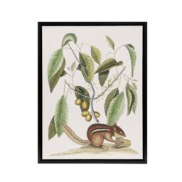 "Artery8 Ground Squirrel & Wild Nutmeg Mark Catesby Black Framed Canvas Art in White - Size: W12"" x H16""" - thumbnail 1