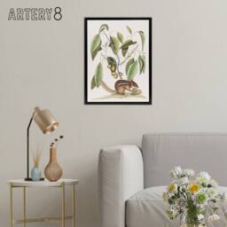 "Artery8 Ground Squirrel & Wild Nutmeg Mark Catesby Black Framed Canvas Art in White - Size: W12"" x H16""" - thumbnail 3