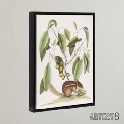 "Artery8 Ground Squirrel & Wild Nutmeg Mark Catesby Black Framed Canvas Art in White - Size: W12"" x H16""" - thumbnail 2