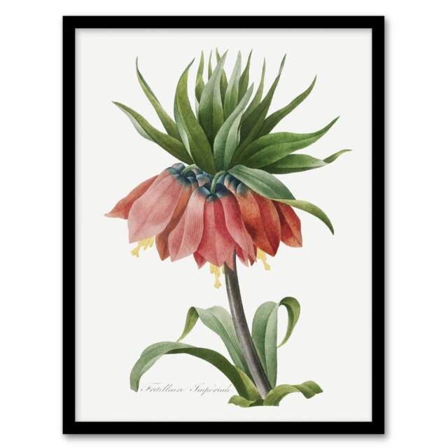 Artery8 Crown Imperial Flower Redoute Vintage Framed Wall Art Print in White - Size: A4 - image 1