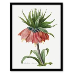 Artery8 Crown Imperial Flower Redoute Vintage Framed Wall Art Print in White - Size: A4 - thumbnail 1