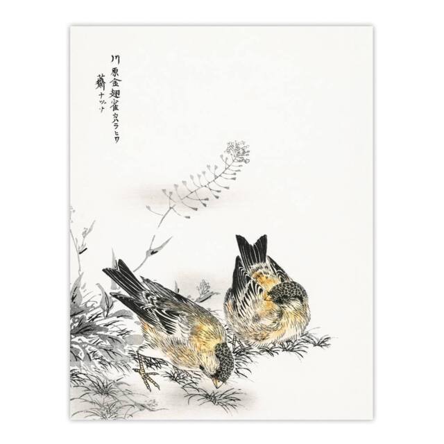 "Artery8 Greenfinch & Shepherd's Purse Plant Vintage Wall Art Print Kashu - Size: W18"" x H24""" - image 1
