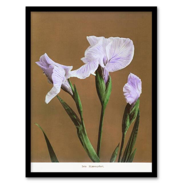 Artery8 Ogawa Kazumasa Framed Wall Art Print Japan Water Iris Flowers in Brown - Size: A4 - image 1