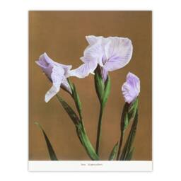 Artery8 Ogawa Kazumasa Framed Wall Art Print Japan Water Iris Flowers in Brown - Size: A4 - thumbnail 3