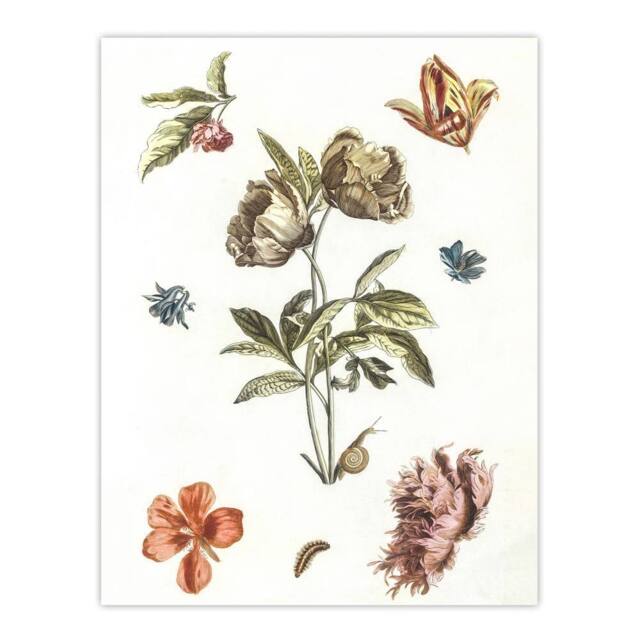 "Artery8 Flowers Snail & a Caterpillar Johan Teyler Wall Art Poster Print in White - Size: W12"" x H16""" - image 1