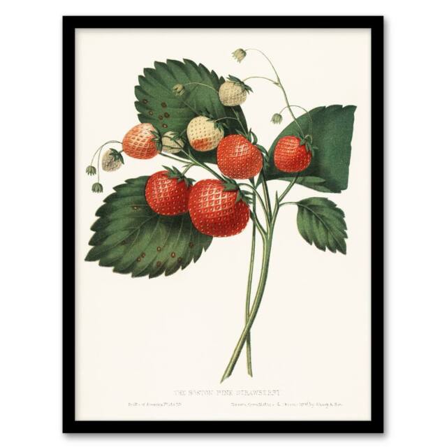 Artery8 Boston Pine Strawberry Plant Hovey Vintage Framed Wall Art Print in White - Size: A4 - image 1