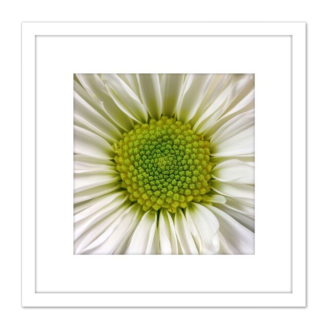 Artery8 DeSousa White Chrysanthemum Flower Photo 8X8 Inch Square Wooden Framed Wall Art Print Picture with Mount - image 1