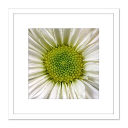 Artery8 DeSousa White Chrysanthemum Flower Photo 8X8 Inch Square Wooden Framed Wall Art Print Picture with Mount - thumbnail 1