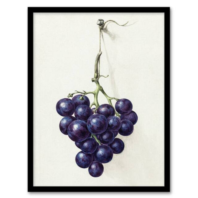 "Artery8 Bunch of Blue Grapes Oil Jean Bernard Vintage Framed Wall Art Print in White - Size: W12"" x H16""" - image 1