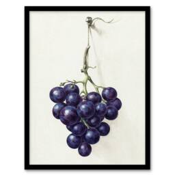 "Artery8 Bunch of Blue Grapes Oil Jean Bernard Vintage Framed Wall Art Print in White - Size: W12"" x H16""" - thumbnail 1
