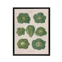 "Artery8 Savoy Cabbages Vintage Kitchen Ernst Benary Framed Canvas Wall Art in White - Size: W12"" x H16""" - thumbnail 1