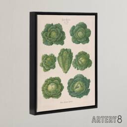 "Artery8 Savoy Cabbages Vintage Kitchen Ernst Benary Framed Canvas Wall Art in White - Size: W12"" x H16""" - thumbnail 2