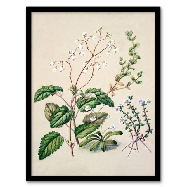 Artery8 Sarah Featon Framed Wall Art New Zealand Swamp Mazus Flowering Plant in Beige - Size: A4 - image 1
