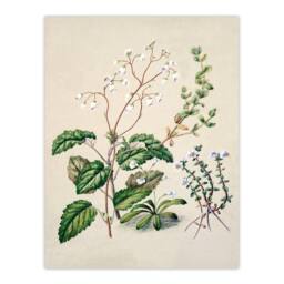 Artery8 Sarah Featon Framed Wall Art New Zealand Swamp Mazus Flowering Plant in Beige - Size: A4 - thumbnail 3