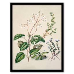 Artery8 Sarah Featon Framed Wall Art New Zealand Swamp Mazus Flowering Plant in Beige - Size: A4 - thumbnail 1