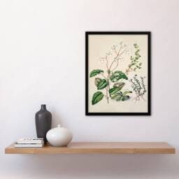 Artery8 Sarah Featon Framed Wall Art New Zealand Swamp Mazus Flowering Plant in Beige - Size: A4 - thumbnail 2