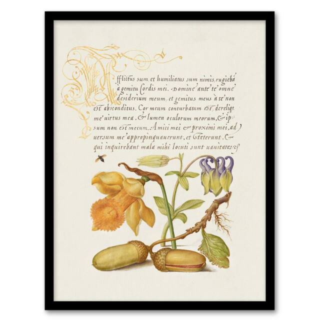 Artery8 Model Book of Calligraphy Framed Wall Art Daffodil Flower & Oak Acorns in Beige - Size: A4 - image 1