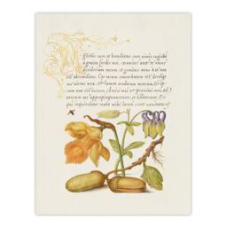 Artery8 Model Book of Calligraphy Framed Wall Art Daffodil Flower & Oak Acorns in Beige - Size: A4 - thumbnail 3