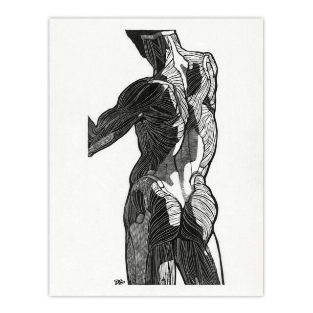 "Artery8 Anatomical study of gluteal muscles Stolk Wall Art Poster Print in White - Size: W12"" x H16""" - image 1