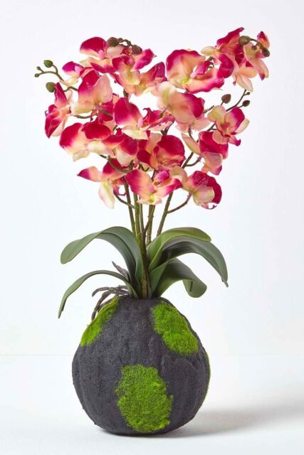 Homescapes Phalaenopsis Artificial Orchid with Natural Base, 60 cm Tall in Pink - image 1
