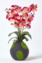 Homescapes Phalaenopsis Artificial Orchid with Natural Base, 60 cm Tall in Pink - thumbnail 1