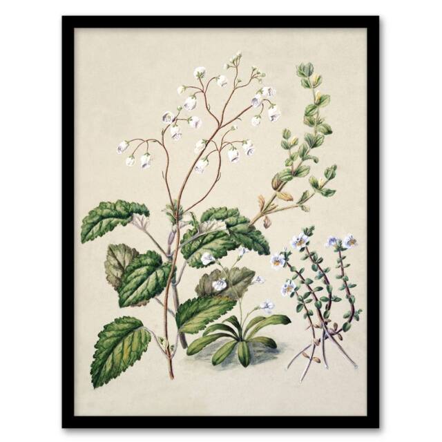Artery8 New Zealand Swamp Mazus Flowering Plant Featon Framed Wall Art Print in Beige - Size: A4 - image 1
