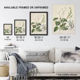 Artery8 New Zealand Swamp Mazus Flowering Plant Featon Framed Wall Art Print in Beige - Size: A4 - thumbnail 3