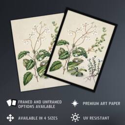 Artery8 New Zealand Swamp Mazus Flowering Plant Featon Framed Wall Art Print in Beige - Size: A4 - thumbnail 2