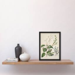 Artery8 New Zealand Swamp Mazus Flowering Plant Featon Framed Wall Art Print in Beige - Size: A4 - thumbnail 4