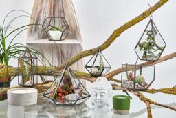KDMD Glass Terrarium - Cube on Corner in Brown - thumbnail 4