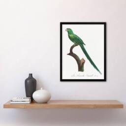 Artery8 The Long Tailed Parakeet Francois Levaillant Framed Wall Art Print in White - Size: A4 - thumbnail 4