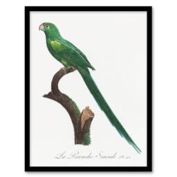 Artery8 The Long Tailed Parakeet Francois Levaillant Framed Wall Art Print in White - Size: A4 - thumbnail 1