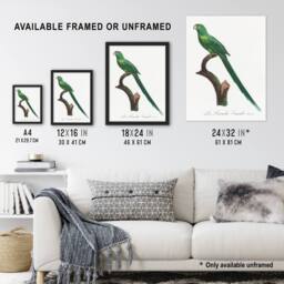 Artery8 The Long Tailed Parakeet Francois Levaillant Framed Wall Art Print in White - Size: A4 - thumbnail 3