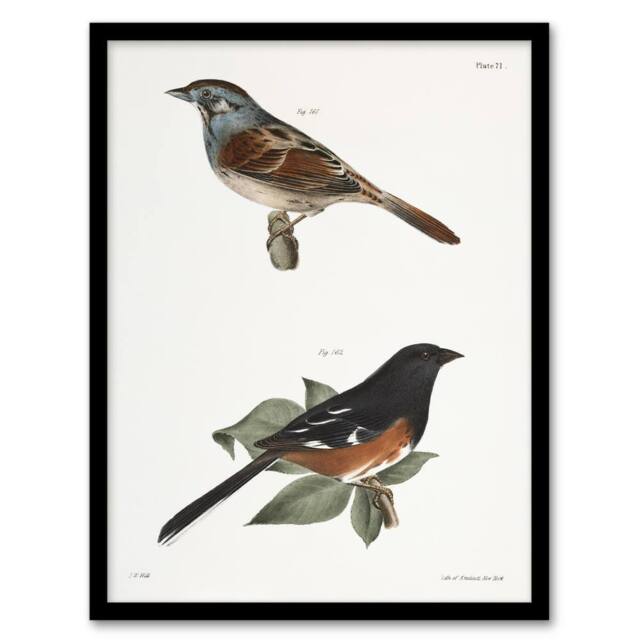 Artery8 James Ellsworth De Kay Swamp Finch & Chewink Framed Wall Art Print in White - Size: A4 - image 1