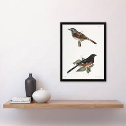 Artery8 James Ellsworth De Kay Swamp Finch & Chewink Framed Wall Art Print in White - Size: A4 - thumbnail 4