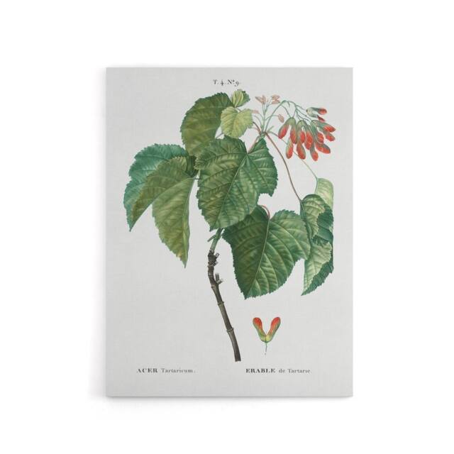 "Artery8 Acer Tataricum Botanical Redoute Vintage Canvas Wall Art in White - Size: W18"" x H24""" - image 1