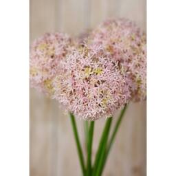 Lemon Pavilion Furniture and Decor Medium Allium (Single Stem Flower), Plastic, L16 x W16 x H80 cm, Lilac - thumbnail 5