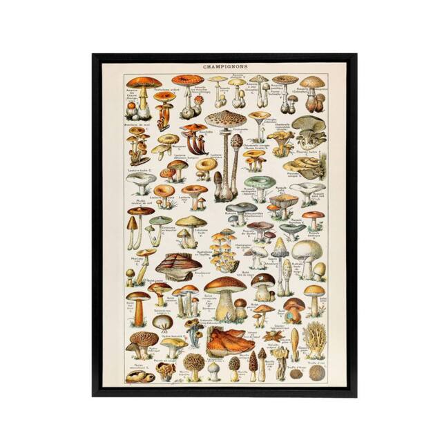 "Artery8 Millot Encyclopedia Page Mushroom Fungus Framed Canvas Wall Art Print - Size: W12"" x H16""" - image 1