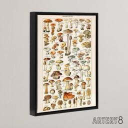 "Artery8 Millot Encyclopedia Page Mushroom Fungus Framed Canvas Wall Art Print - Size: W12"" x H16""" - thumbnail 2