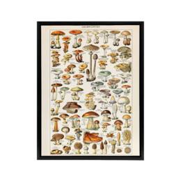 "Artery8 Millot Encyclopedia Page Mushroom Fungus Framed Canvas Wall Art Print - Size: W12"" x H16""" - thumbnail 1